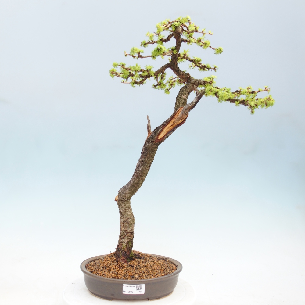 Venkovní bonsai -Larix decidua - Modřín opadavý 