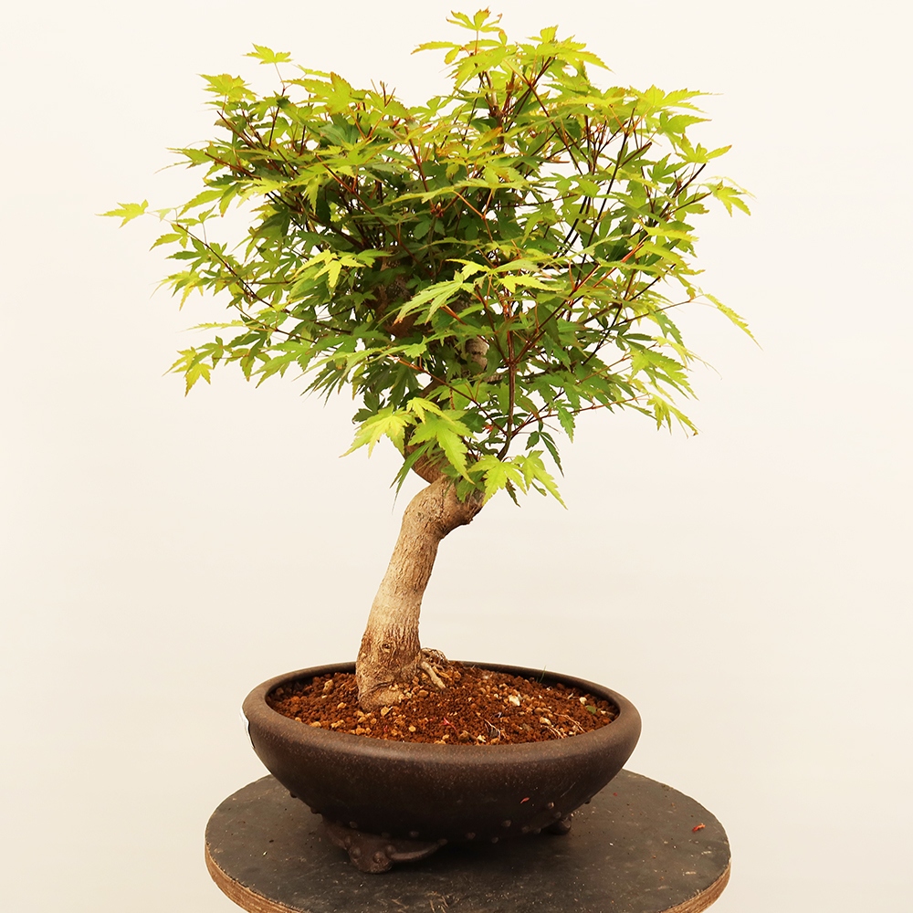 Venkovní bonsai - Javor palmatum  - Javor dlanitolistý
