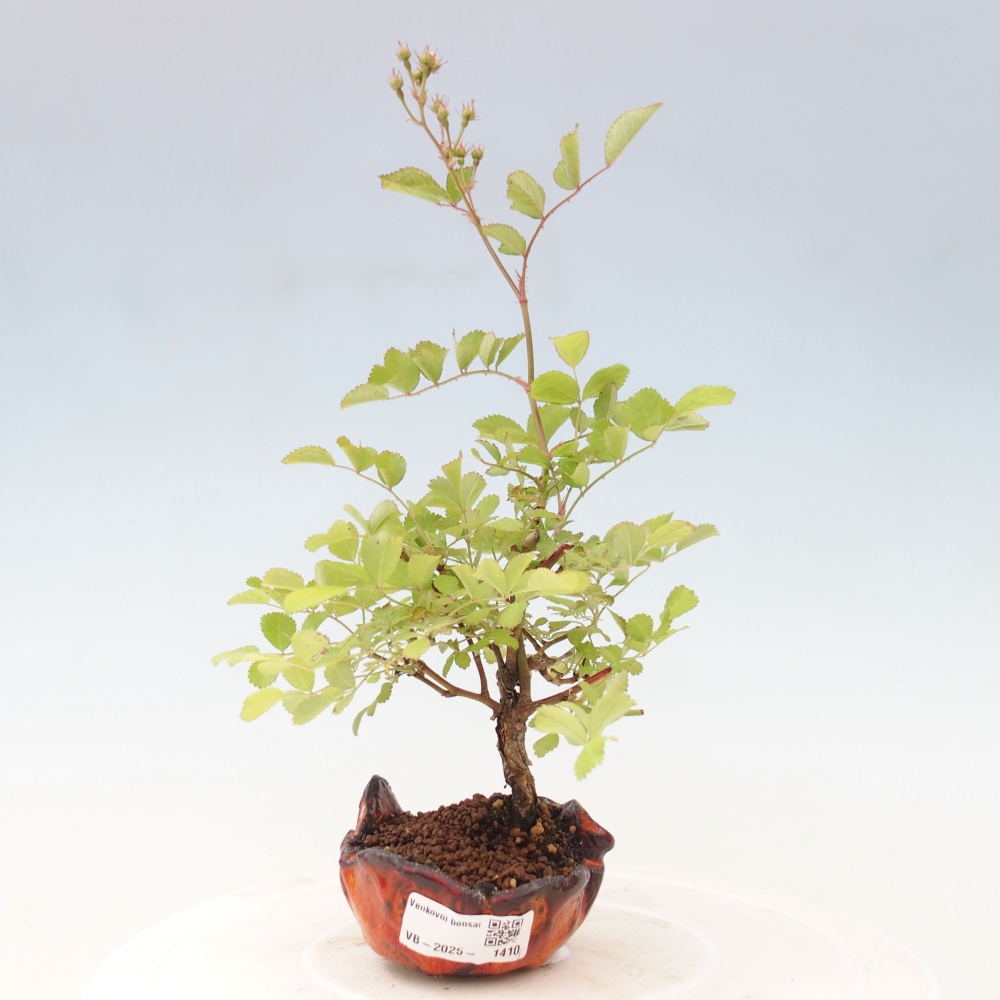 Venkovní bonsai - Rosa sp. - malokvětá růže