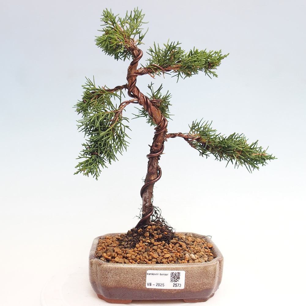 Venkovní bonsai - Juniperus chinensis Kishu -Jalovec čínský