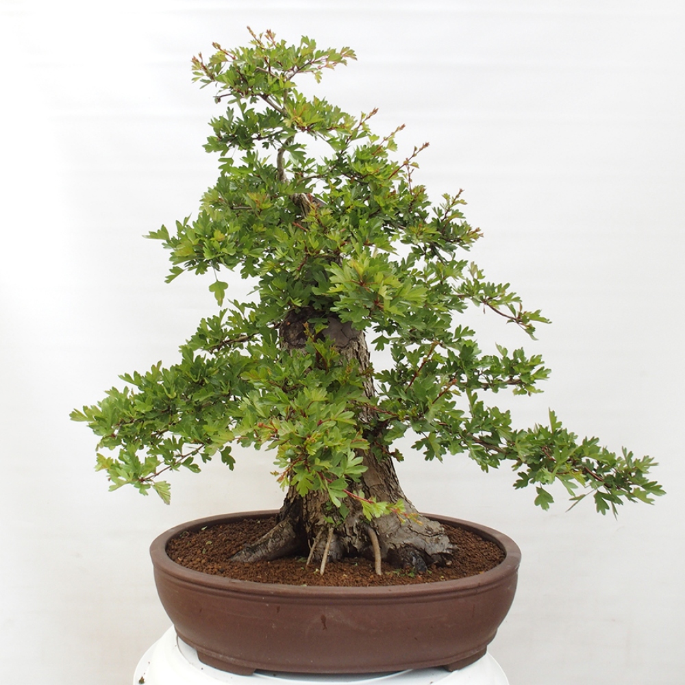 Venkovní bonsai - Hloh - Crataegus monogyna