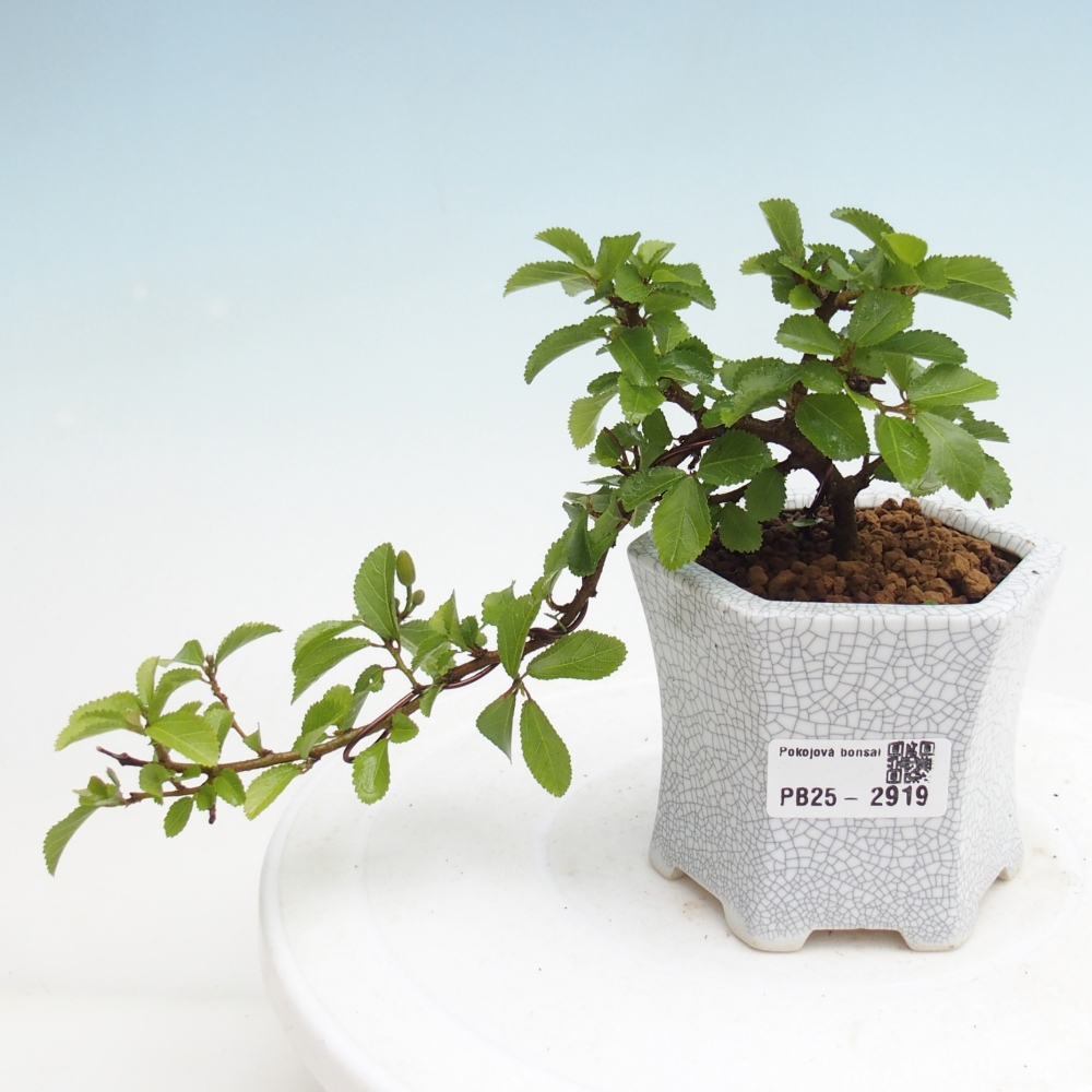 Pokojová bonsai - Grewia occidentalis - Hvězdice levandulová