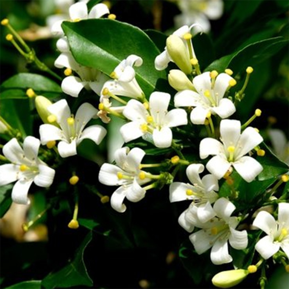 Pokojová bonsai - Muraya paniculata