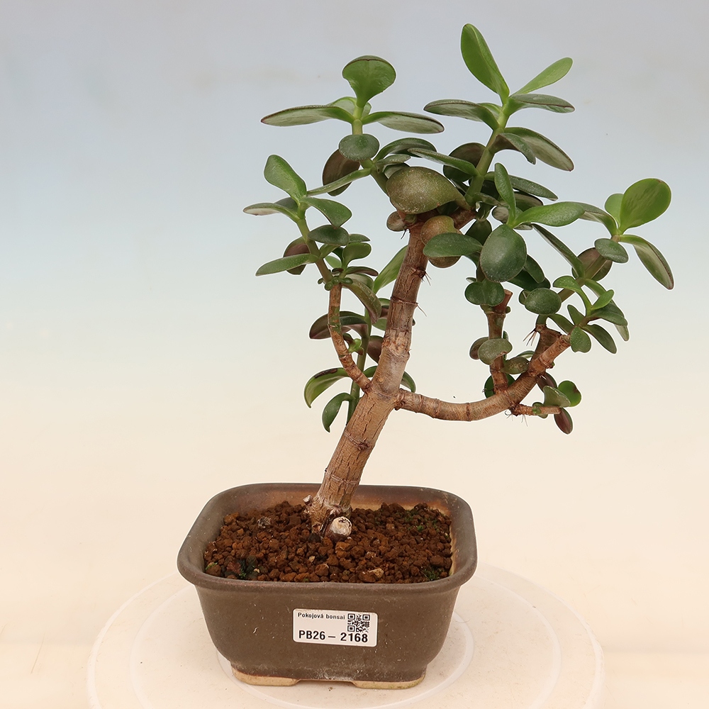 Pokojová bonsai - Portulakaria Afra - Tlustice