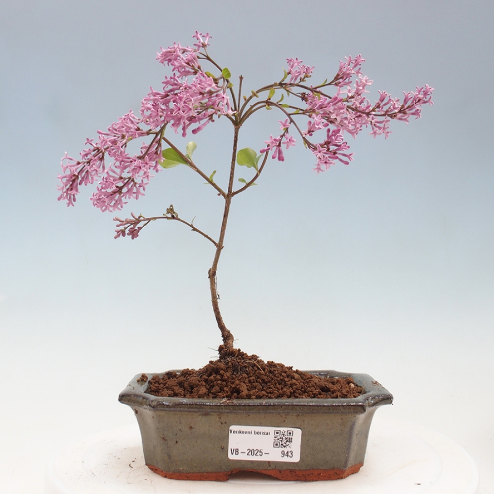 Venkovní bonsai - Syringa Meyeri Palibin - Šeřík Meyerův