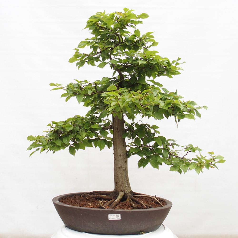 Venkovní bonsai - Habr obecný - Carpinus betulus