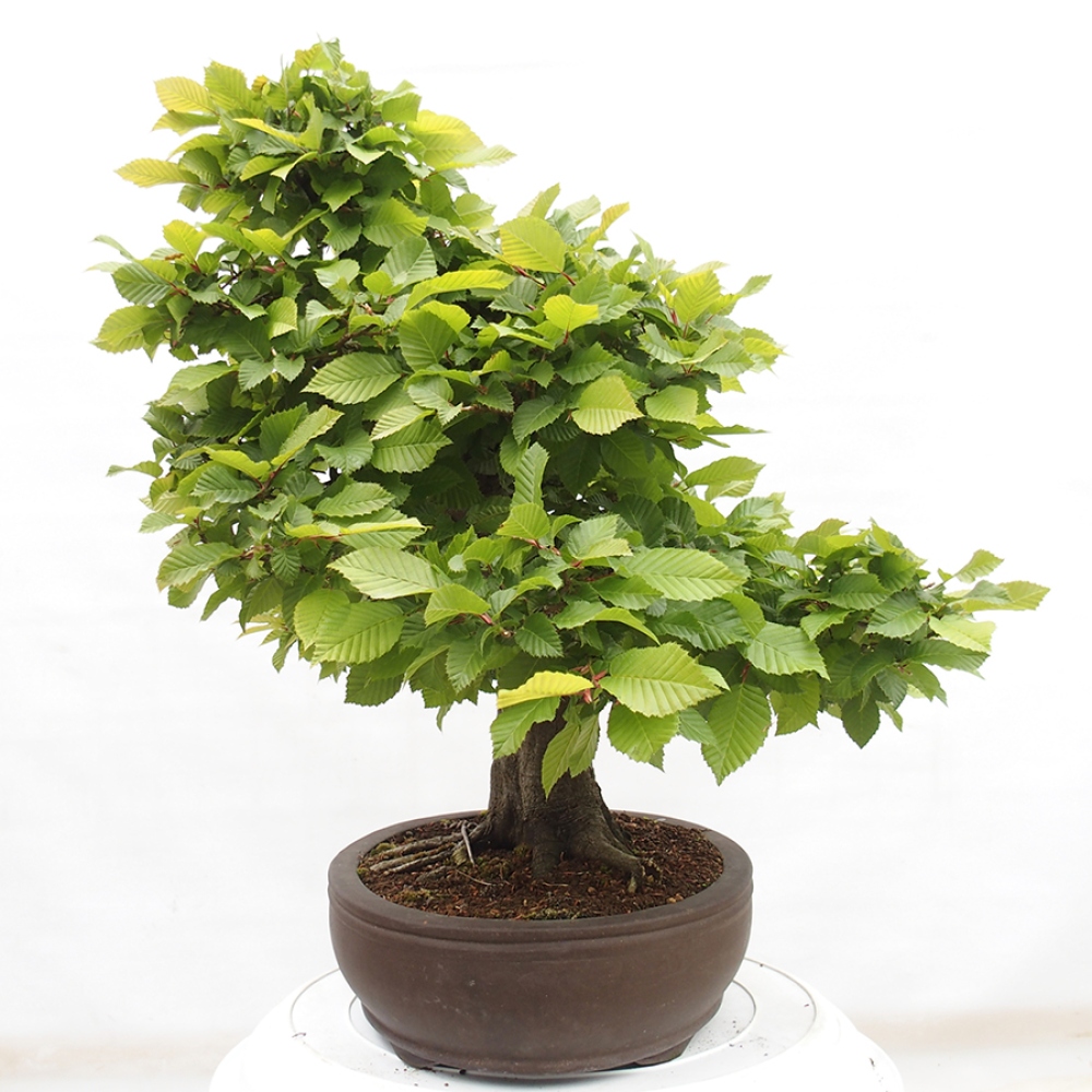 Venkovní bonsai - Habr obecný - Carpinus betulus