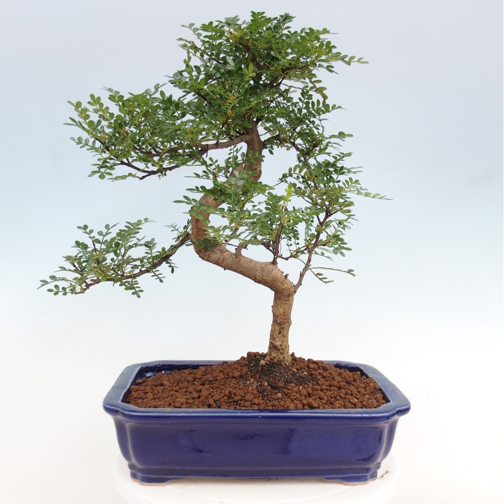 Pokojová bonsai - Zantoxylum piperitum - pepřovník