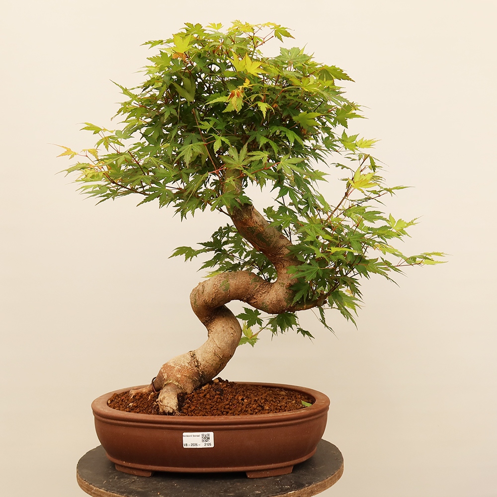 Venkovní bonsai - Javor palmatum  - Javor dlanitolistý