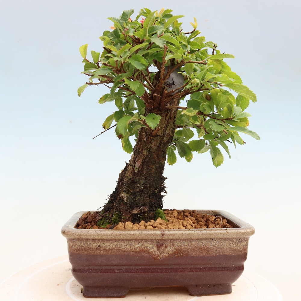Venkovní bonsai - Zelkova - Zelkova NIRE