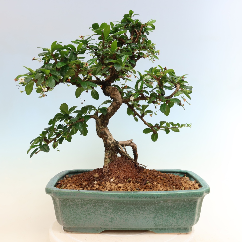 Pokojová bonsai - Carmona macrophylla - Čaj fuki