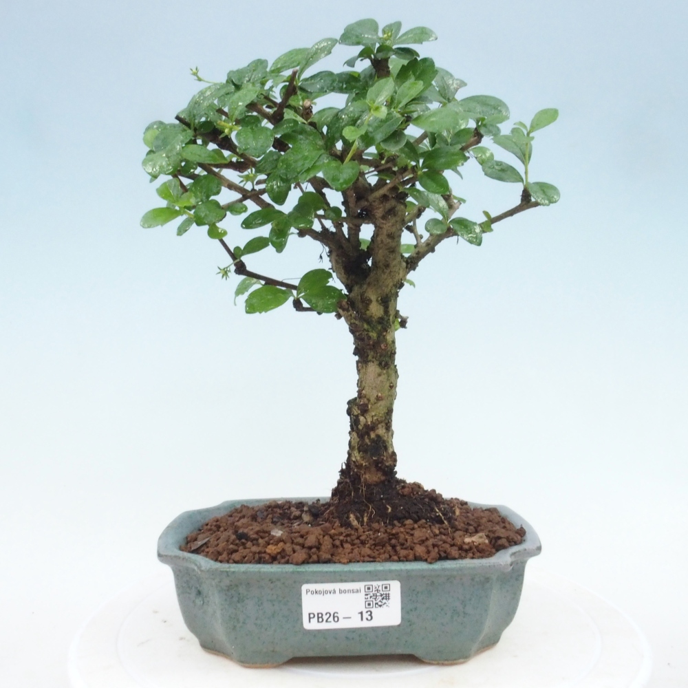Pokojová bonsai - Carmona macrophylla - Čaj fuki