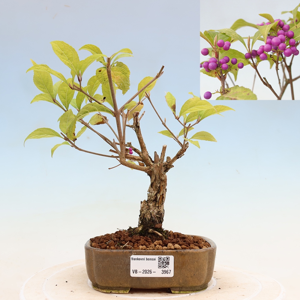 Venkovní bonsai - krásnoplodka - Callicarpa bodinierova profusion