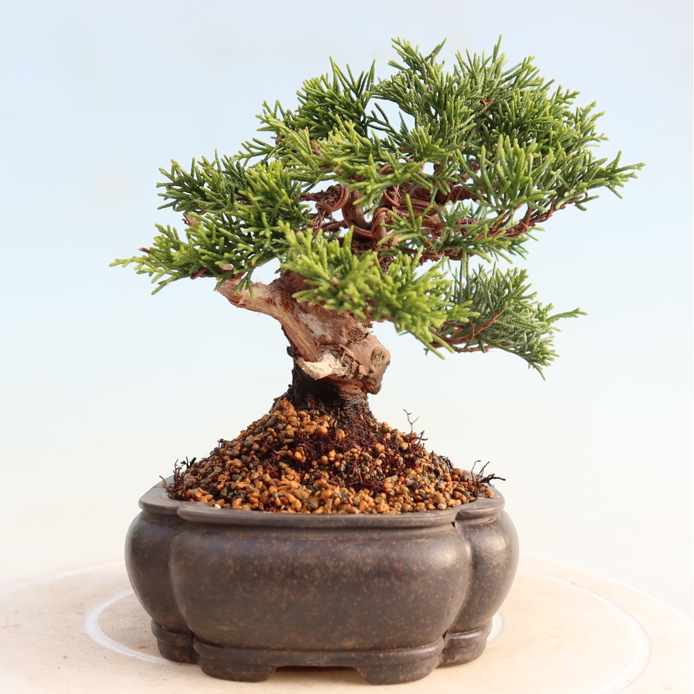 Venkovní bonsai - Juniperus chinensis Itoigawa -Jalovec čínský