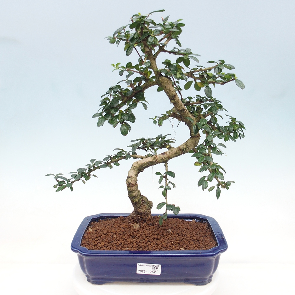 Pokojová bonsai - Carmona macrophylla - Čaj fuki
