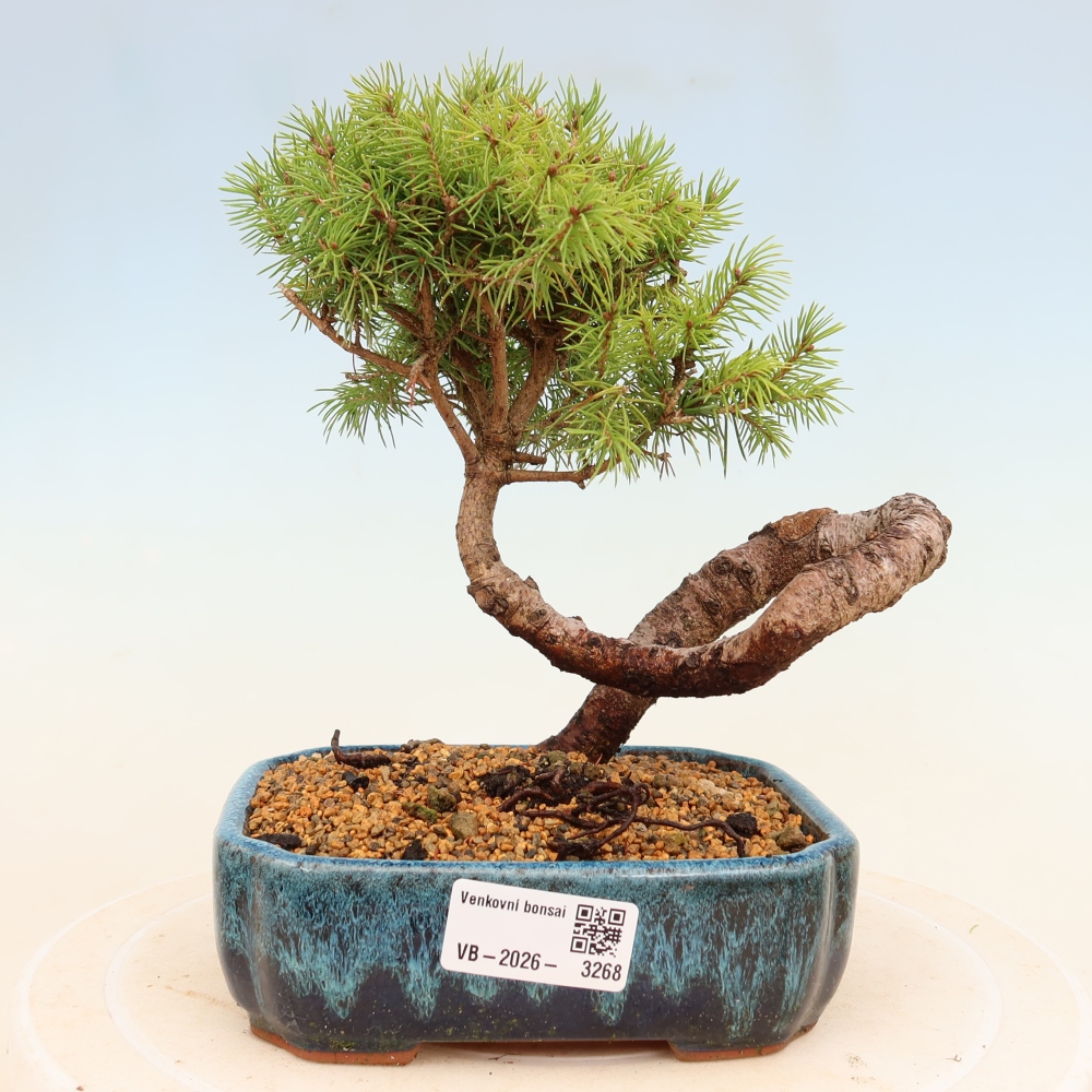 Venkovní bonsai- Smrk kulovitý - Picea glauca globe