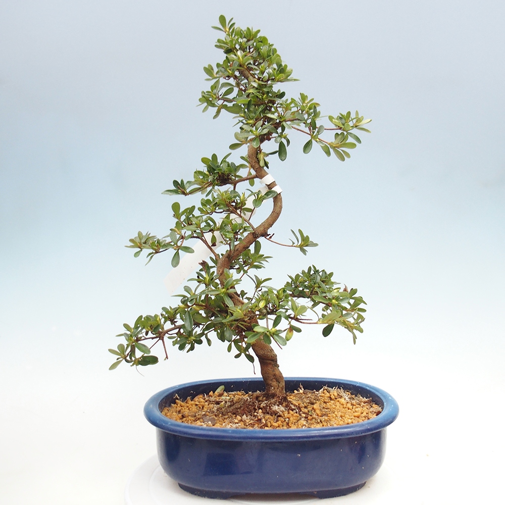 Venkovní bonsai - Japonská azalka - Azalea Asahi-no-izumi