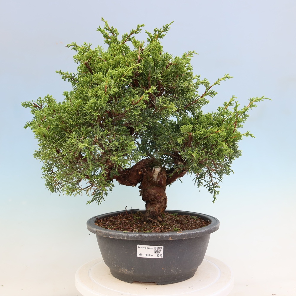 Venkovní bonsai - Juniperus chinensis Itoigawa-Jalovec čínský