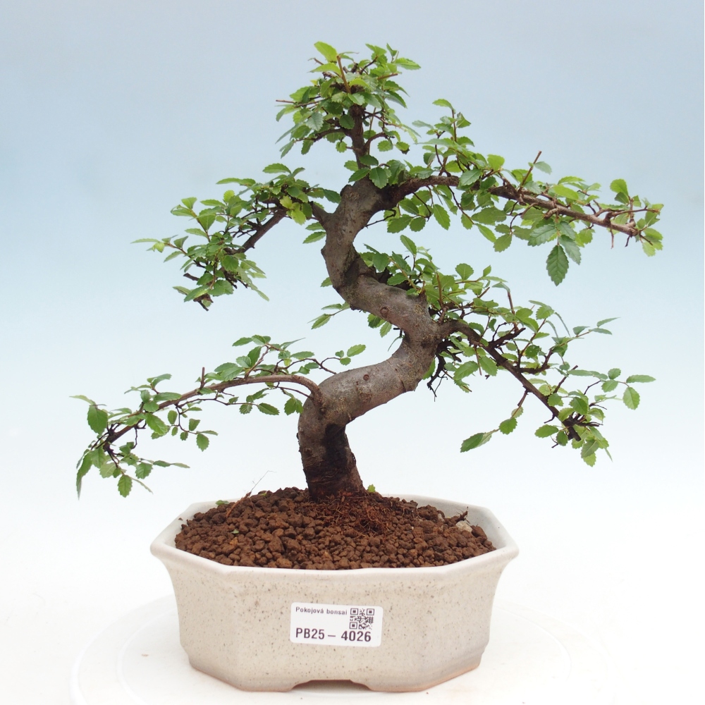 Pokojová bonsai - Ulmus parvifolia - Malolistý jilm