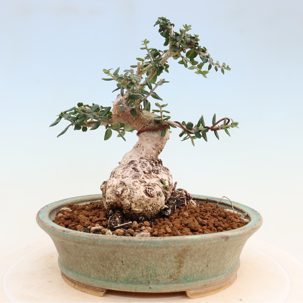 Pokojová bonsai - Olea europaea sylvestris -Oliva evropská drobnolistá