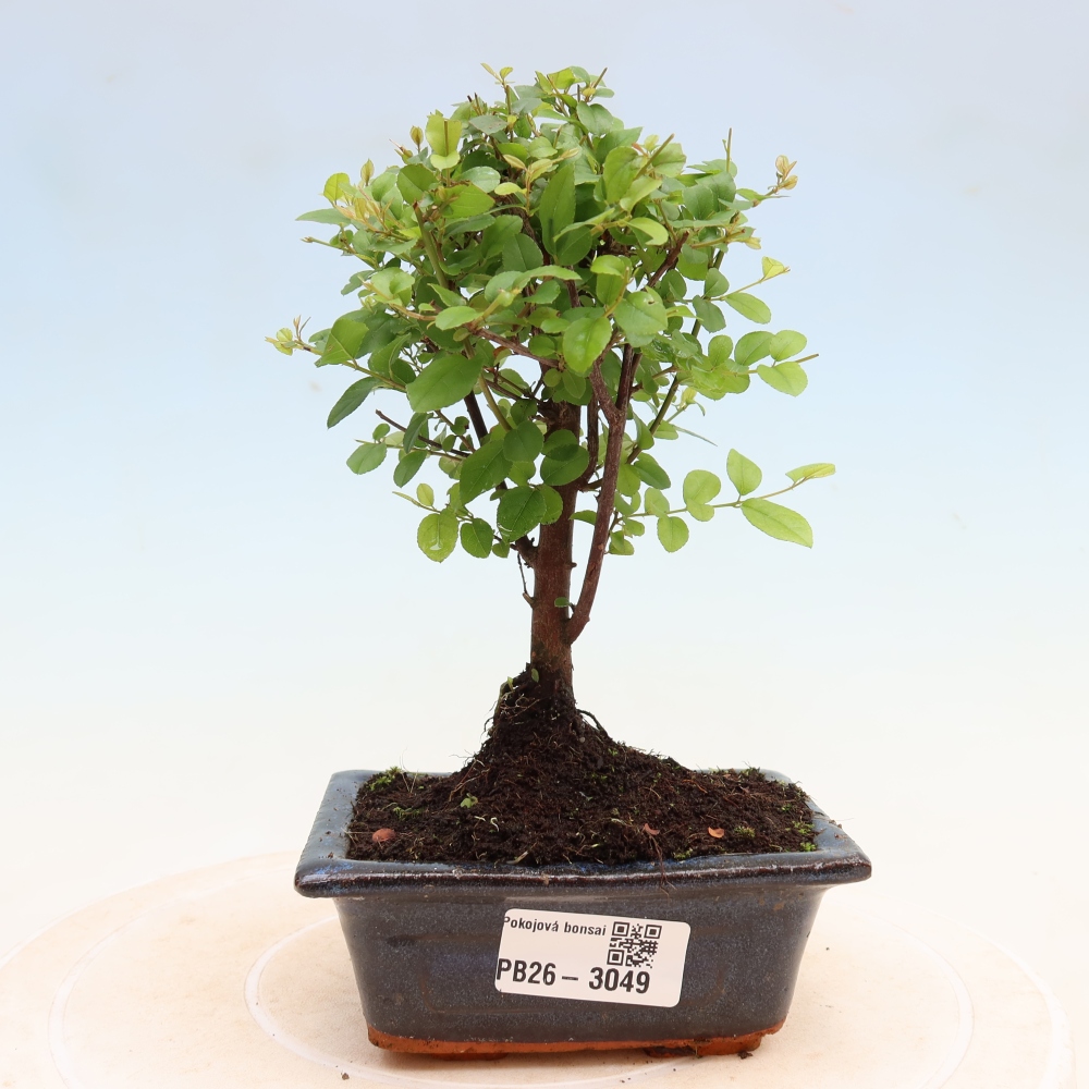 Pokojová bonsai - Sagerécie thea - Sagerécie thea