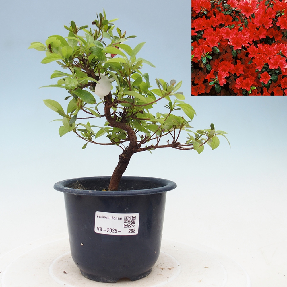 Venkovní bonsai - Japonská azalka - Azalea Benibeni
