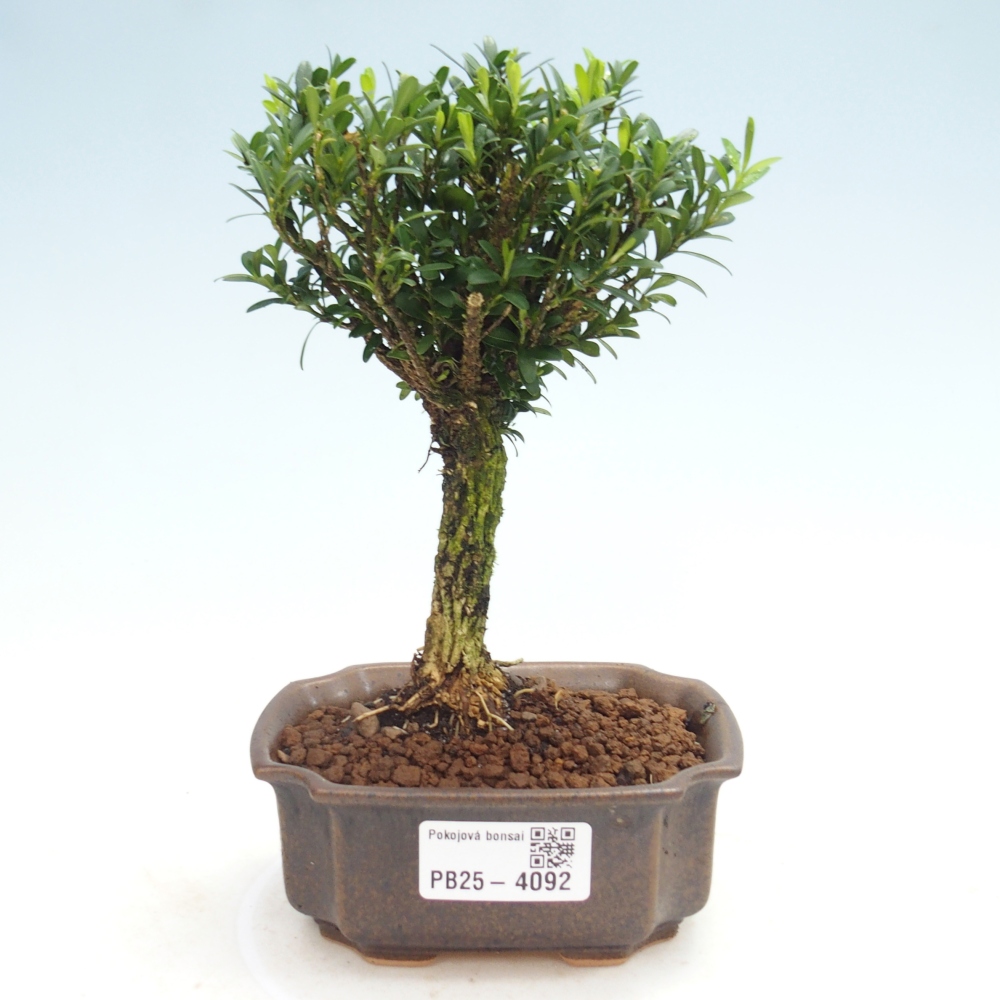 Pokojová bonsai - Buxus harlandii -korkový buxus