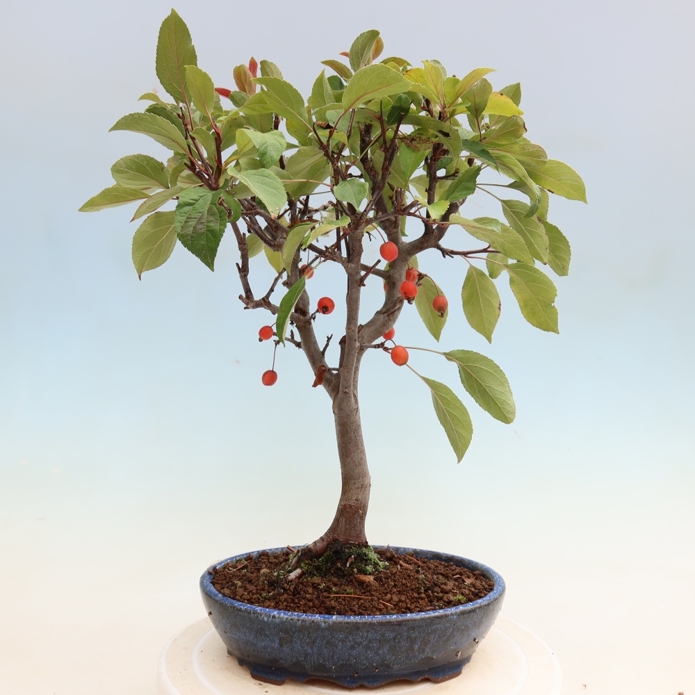 Venkovní bonsai -Malus domestica - Maloplodá jabloň červenolistá
