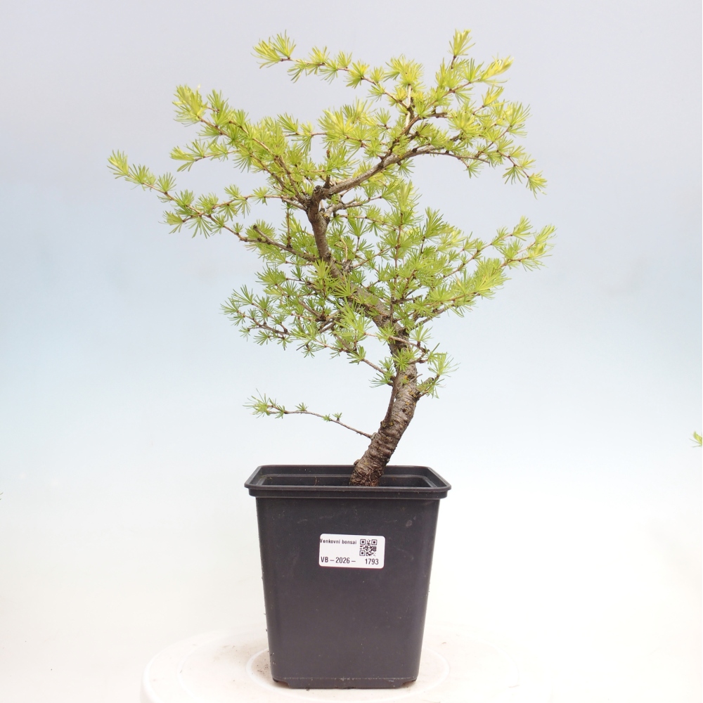 Venkovní bonsai -Larix decidua - Modřín opadavý 