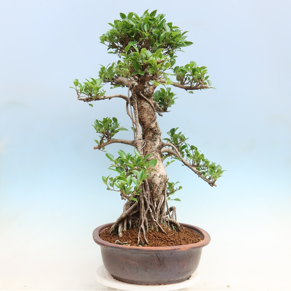Pokojová bonsai - Ficus kimmen -  malolistý fíkus