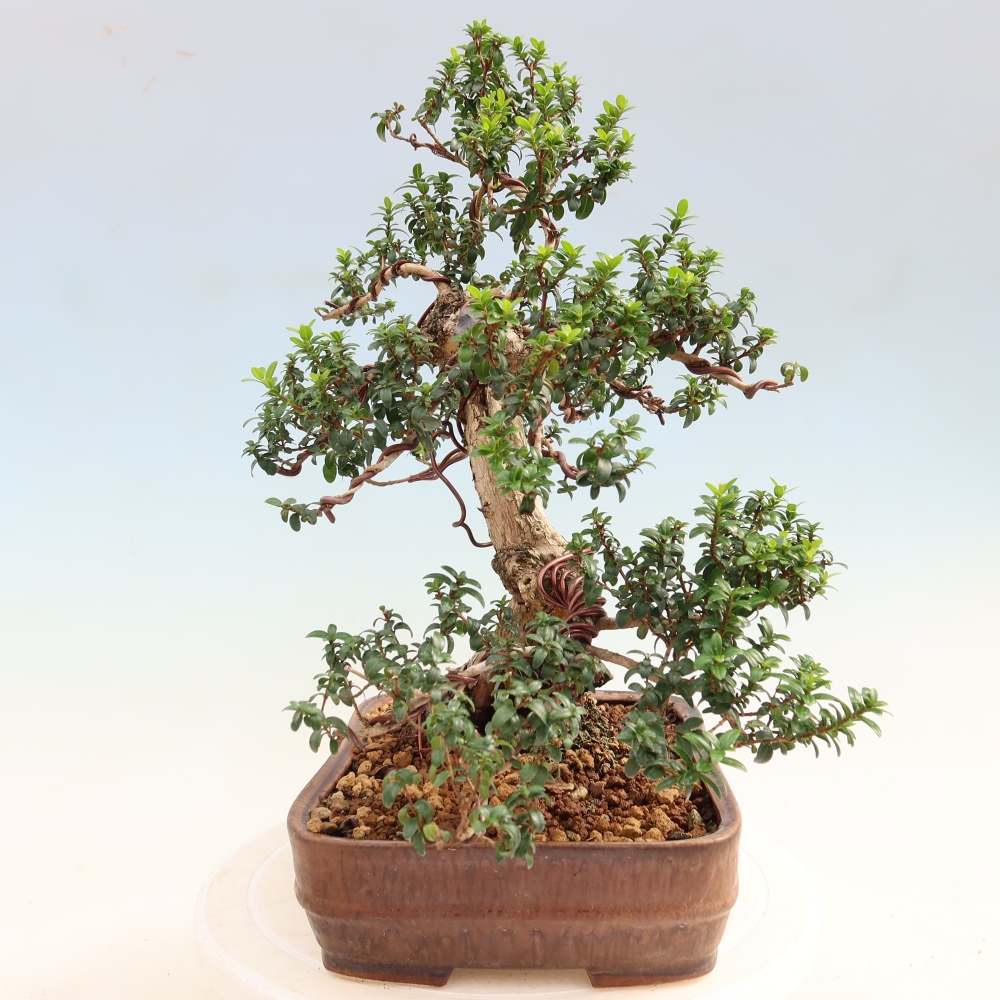 Pokojová bonsai - Myrtus communis - Myrta obecná