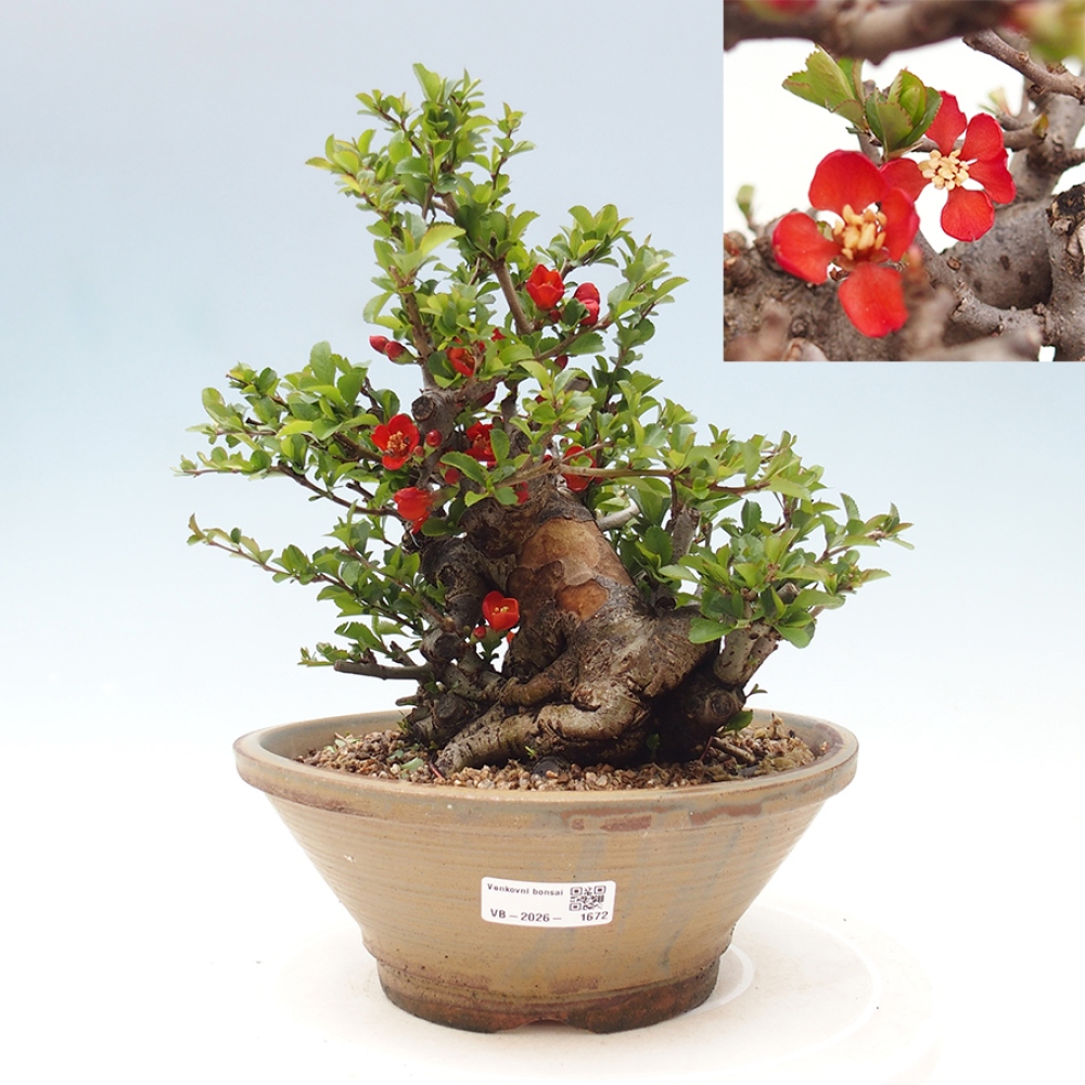 Venkovní  bonsai -  Chaneomeles speciosa - Kdoulovec ozdobný