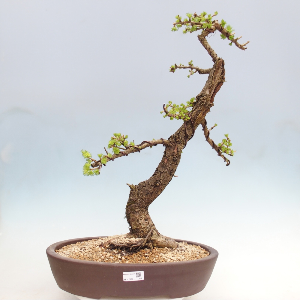 Venkovní bonsai -Larix decidua - Modřín opadavý - Pouze paletová přeprava