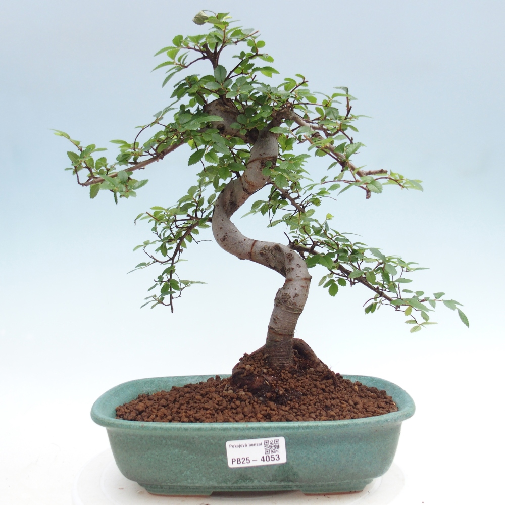 Pokojová bonsai - Ulmus parvifolia - Malolistý jilm