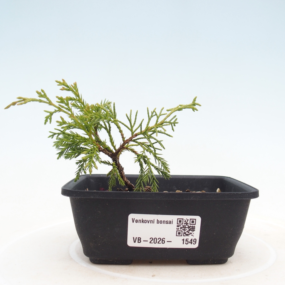Venkovní bonsai - Juniperus chinensis Itoigawa -Jalovec čínský