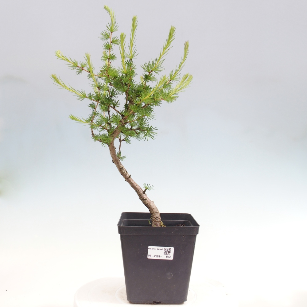 Venkovní bonsai -Larix decidua - Modřín opadavý 