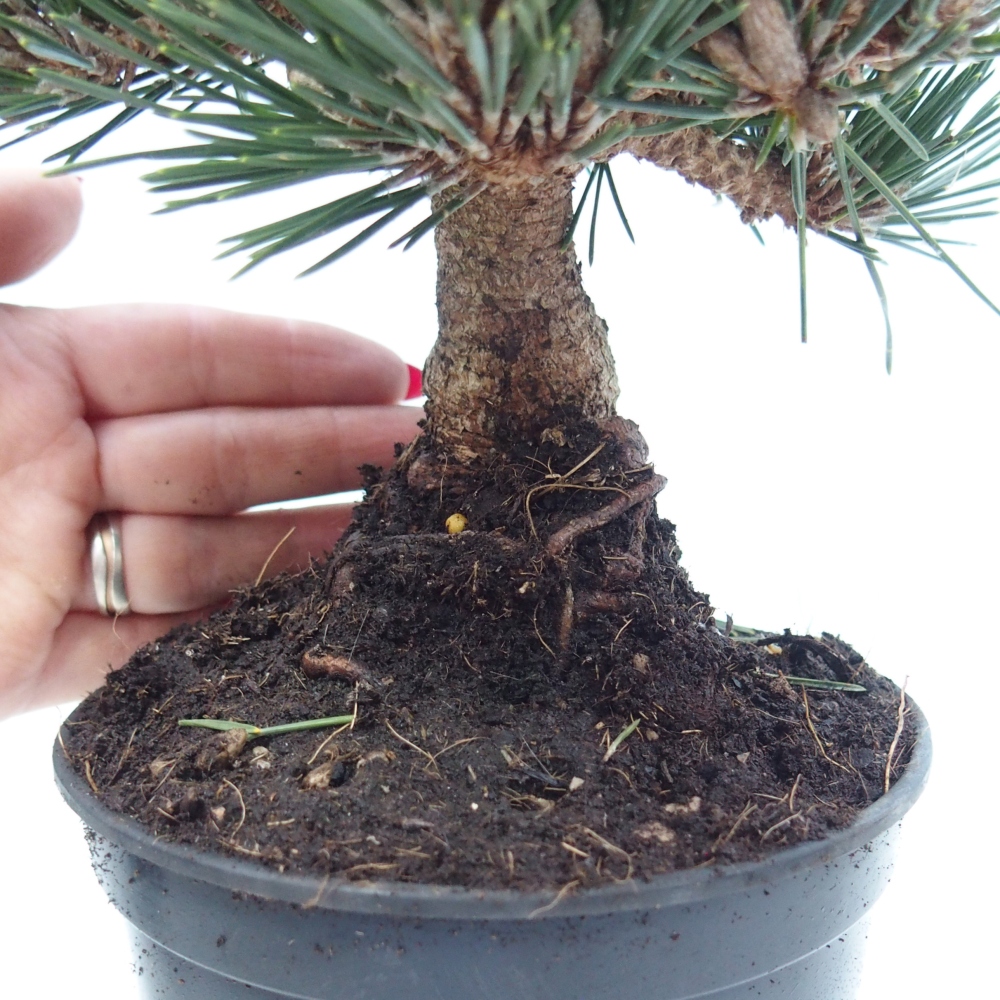 Venkovní bonsai - Pinus thunbergii senjyumaru - Borovice thunbergova