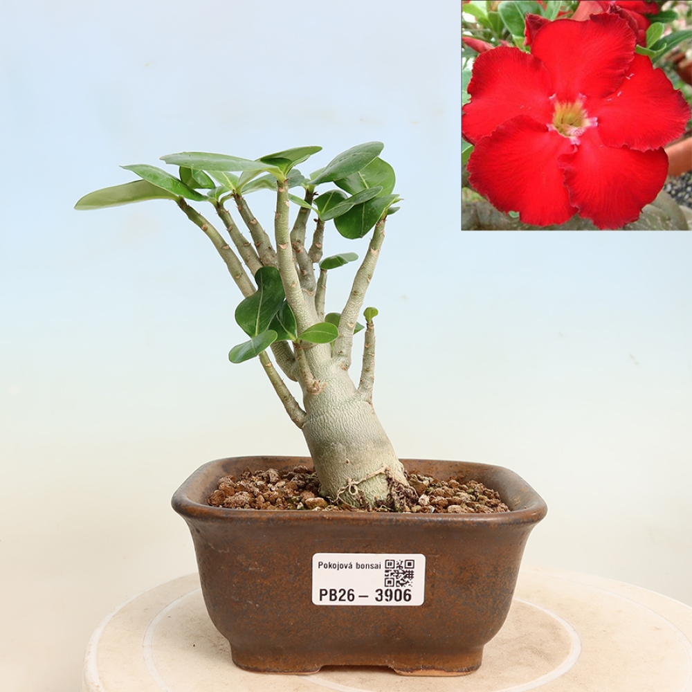 Pokojová bonsai - Adenium obesum Red Star - Pouštní růže