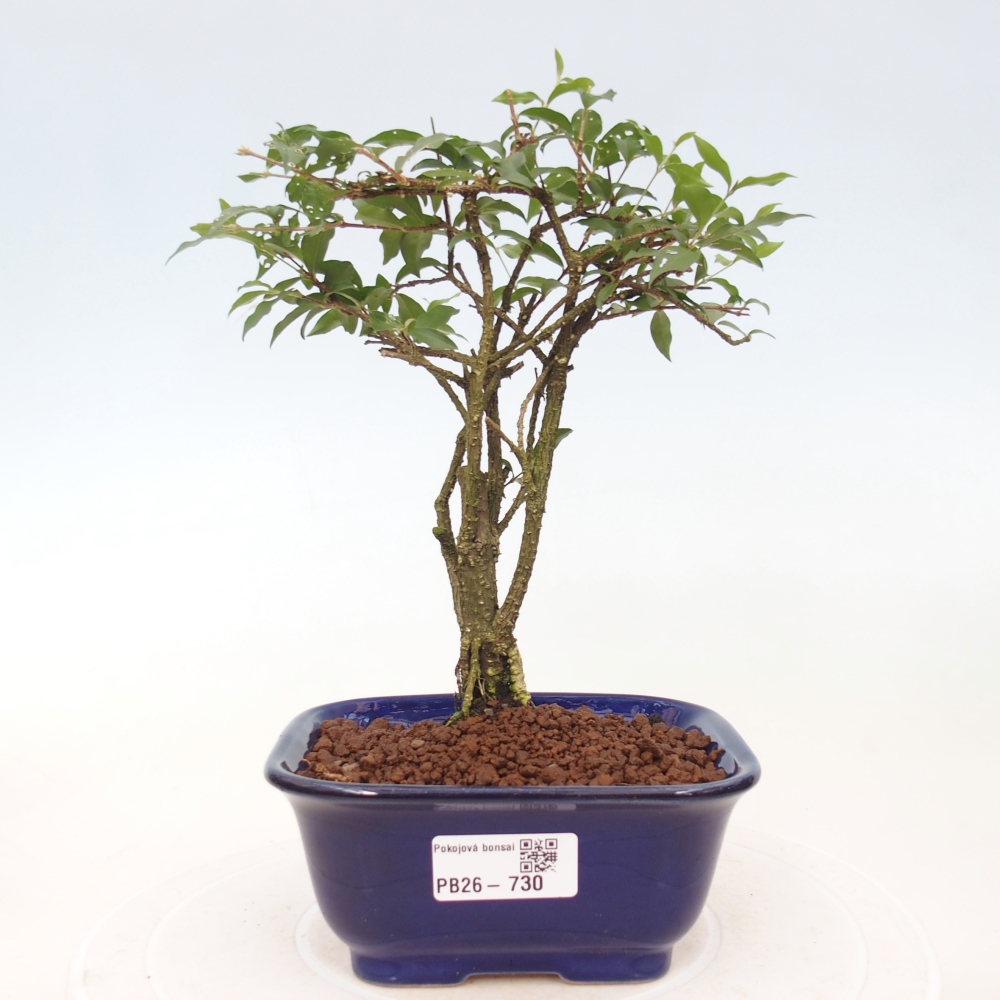Pokojová bonsai - Malpighia coccigera- Barbdorská třešeň