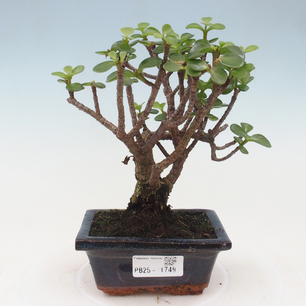 Pokojová bonsai - Portulakaria Afra - Tlustice