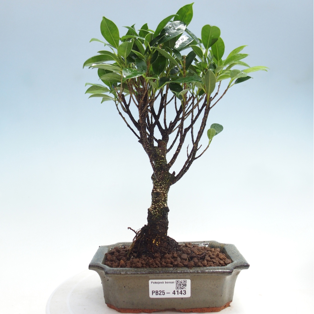 Pokojová bonsai - Ficus retusa -  malolistý fíkus