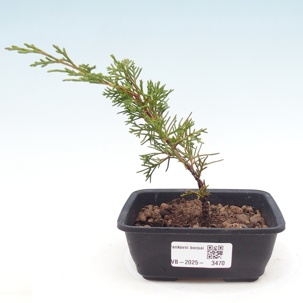 Venkovní bonsai - Juniperus chinensis Itoigawa -Jalovec čínský
