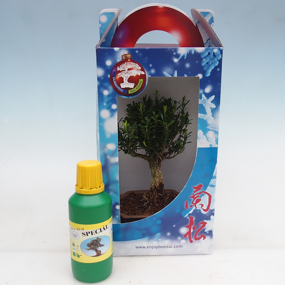 Pokojová bonsai v dárkové krabičce Buxus harlandii -korkový buxus