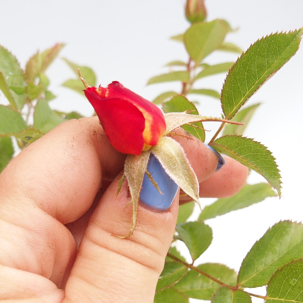 Venkovní bonsai - Rosa Kordes -  růže
