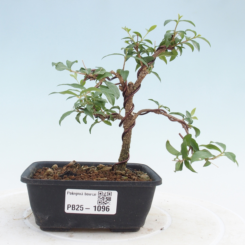 Pokojová bonsai - Malpighia coccigera- Barbdorská třešeň