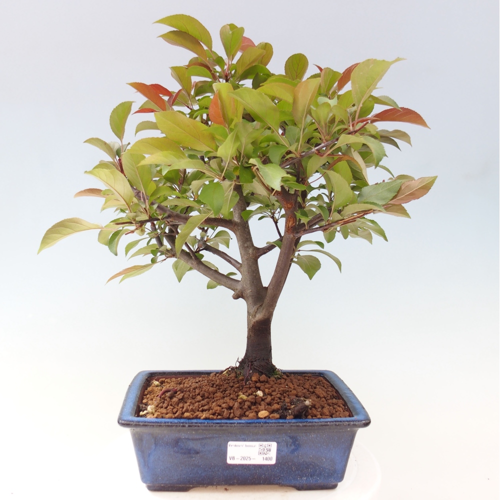 Venkovní bonsai -Malus domestica - Maloplodá jabloň červenolistá