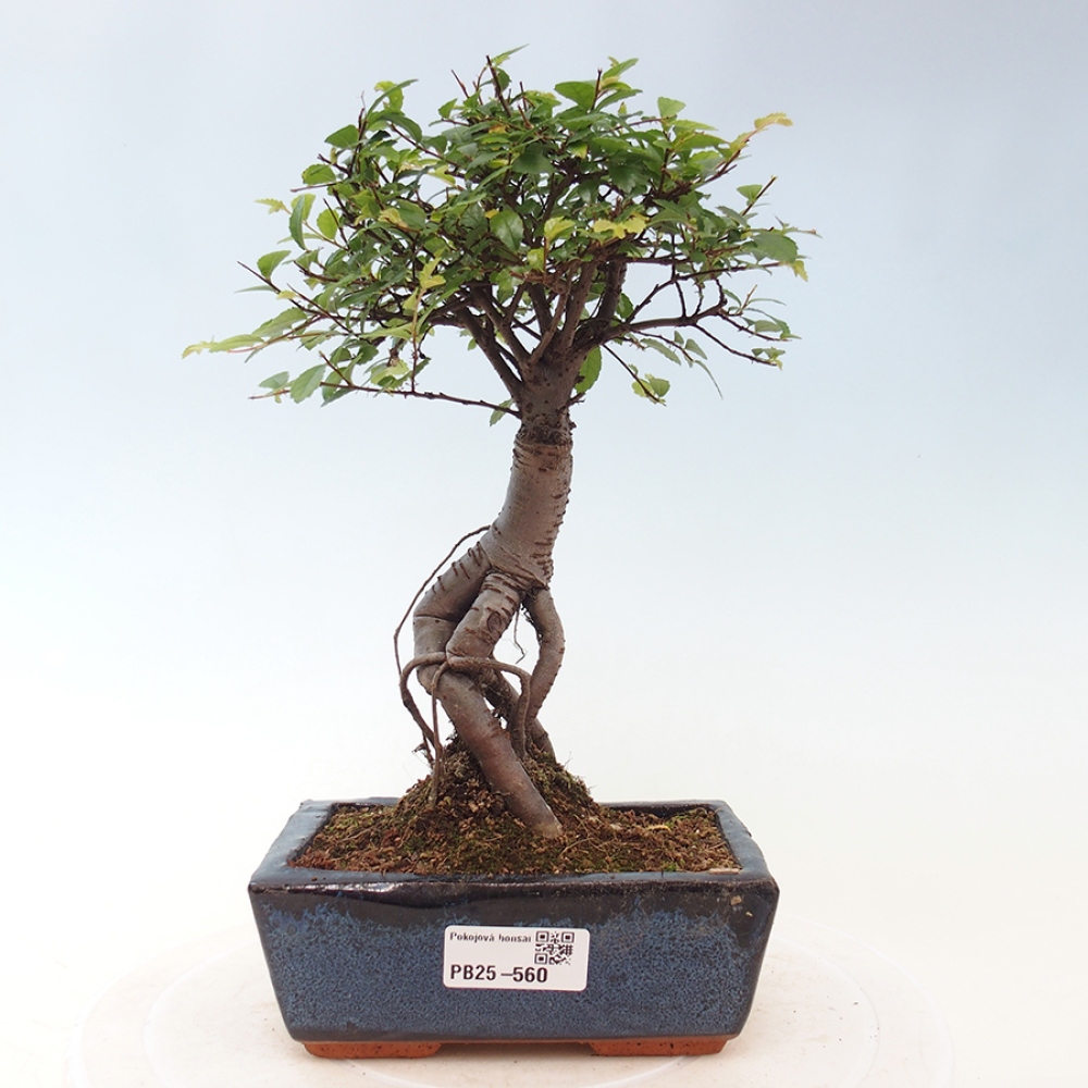 Pokojová bonsai - Ulmus parvifolia - Malolistý jilm