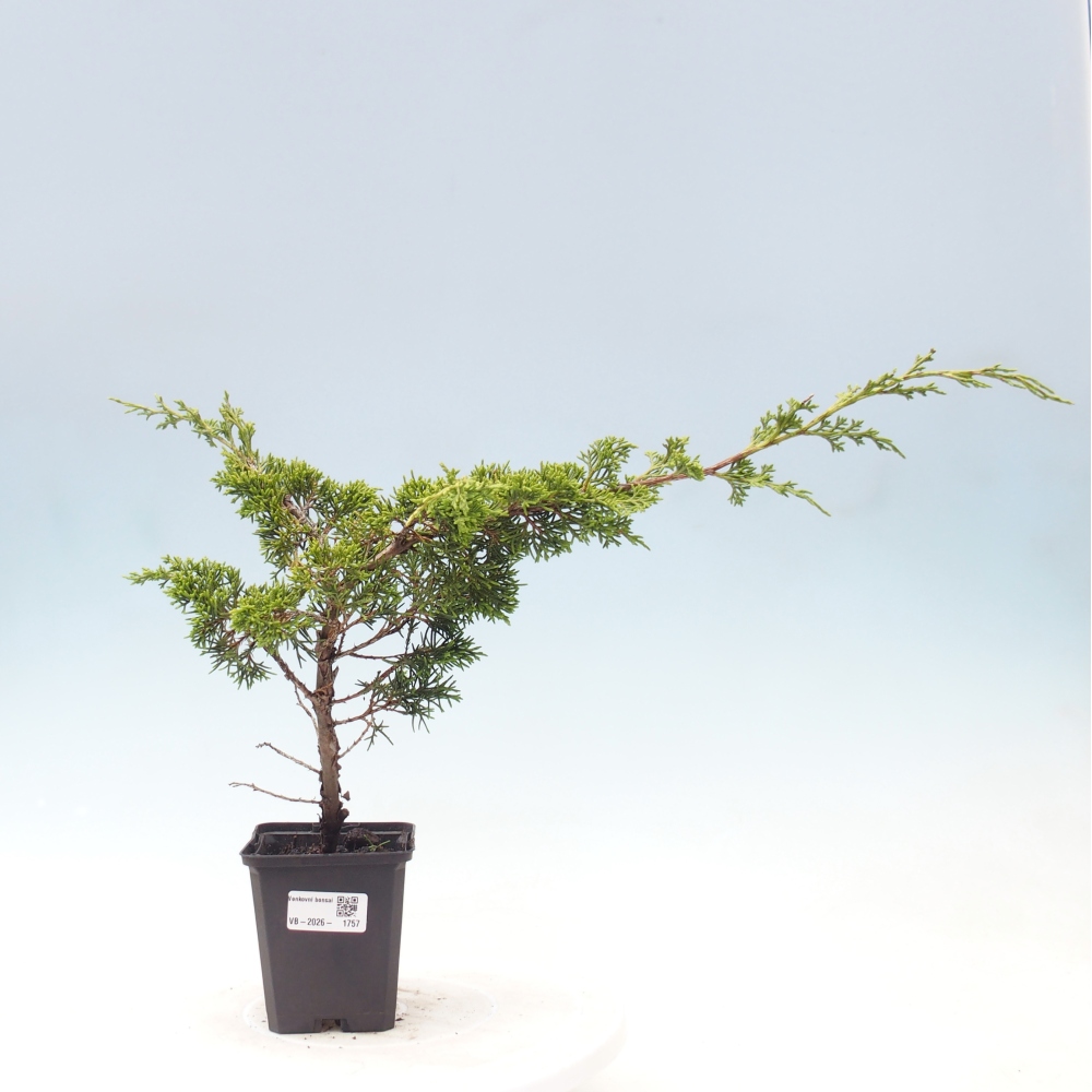 Venkovní bonsai - Juniperus chinensis Itoigawa -Jalovec čínský