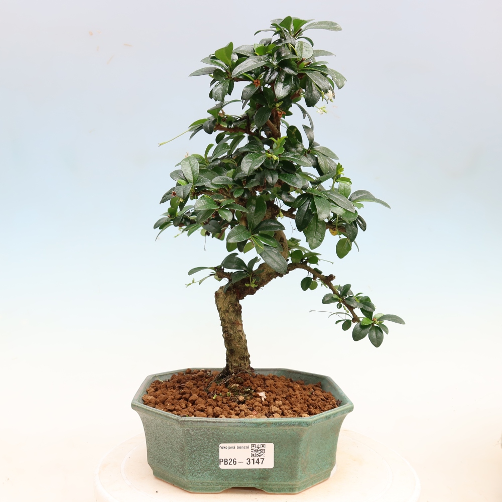 Pokojová bonsai - Carmona macrophylla - Čaj fuki