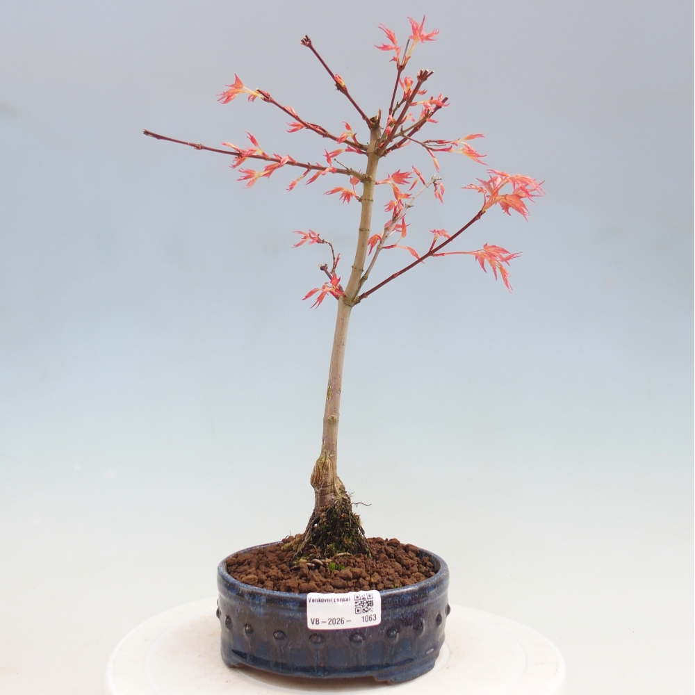 Javor dlanitolistý - Acer palmatum Beni Tsukasa
